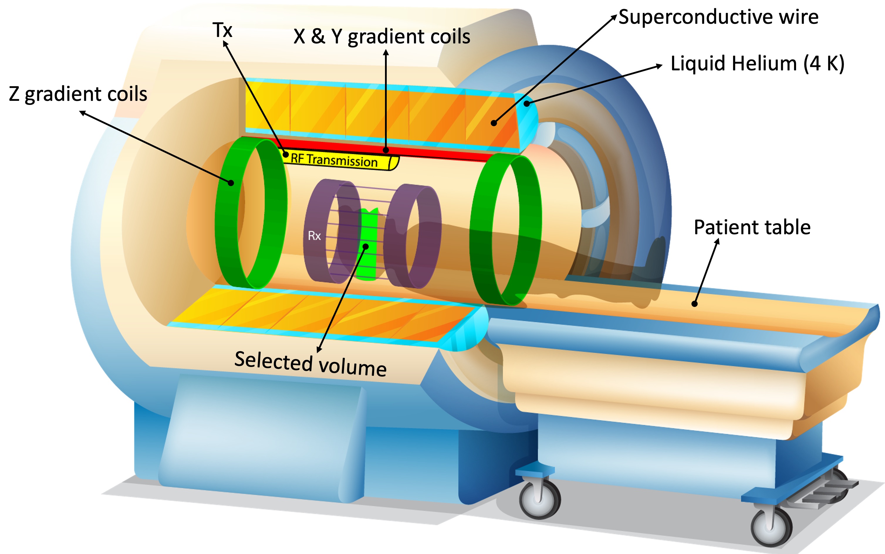 Hardware components of a modern MRI scanner using a superconductive magnet. Z-axis gradients (green rings) spatially vary the magnetic field, such that only the spins at a limited region (light green area in the patient’s head) precess at the Larmor frequency (γB0).