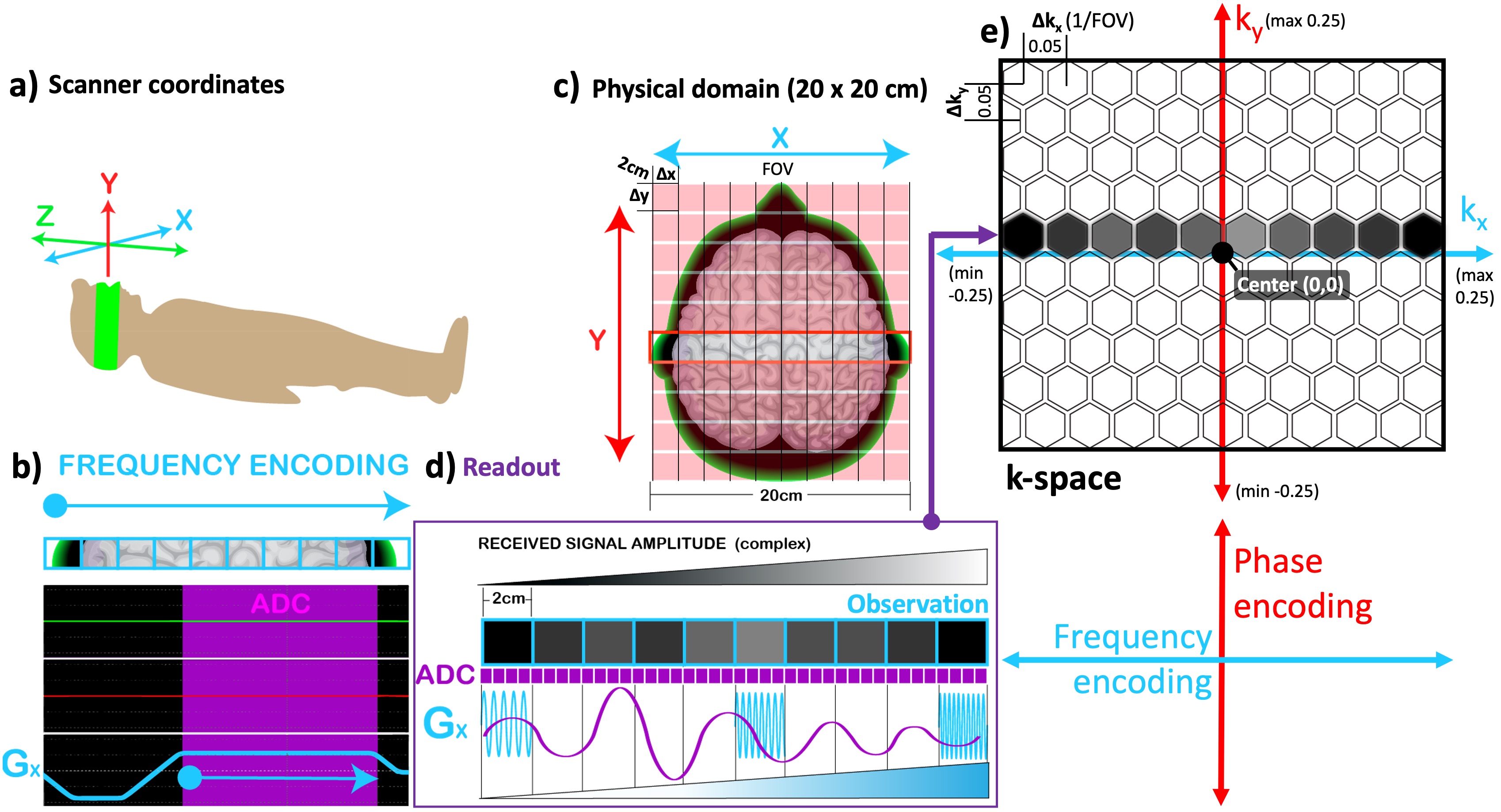 The correspondance between the scanner coordinates (a) and the selected imaging plane (c) is illustrated along with the pulse sequence diagram for frequency-encoding (b). The observation obtained by the readout (d) is shown in the k-space (e).