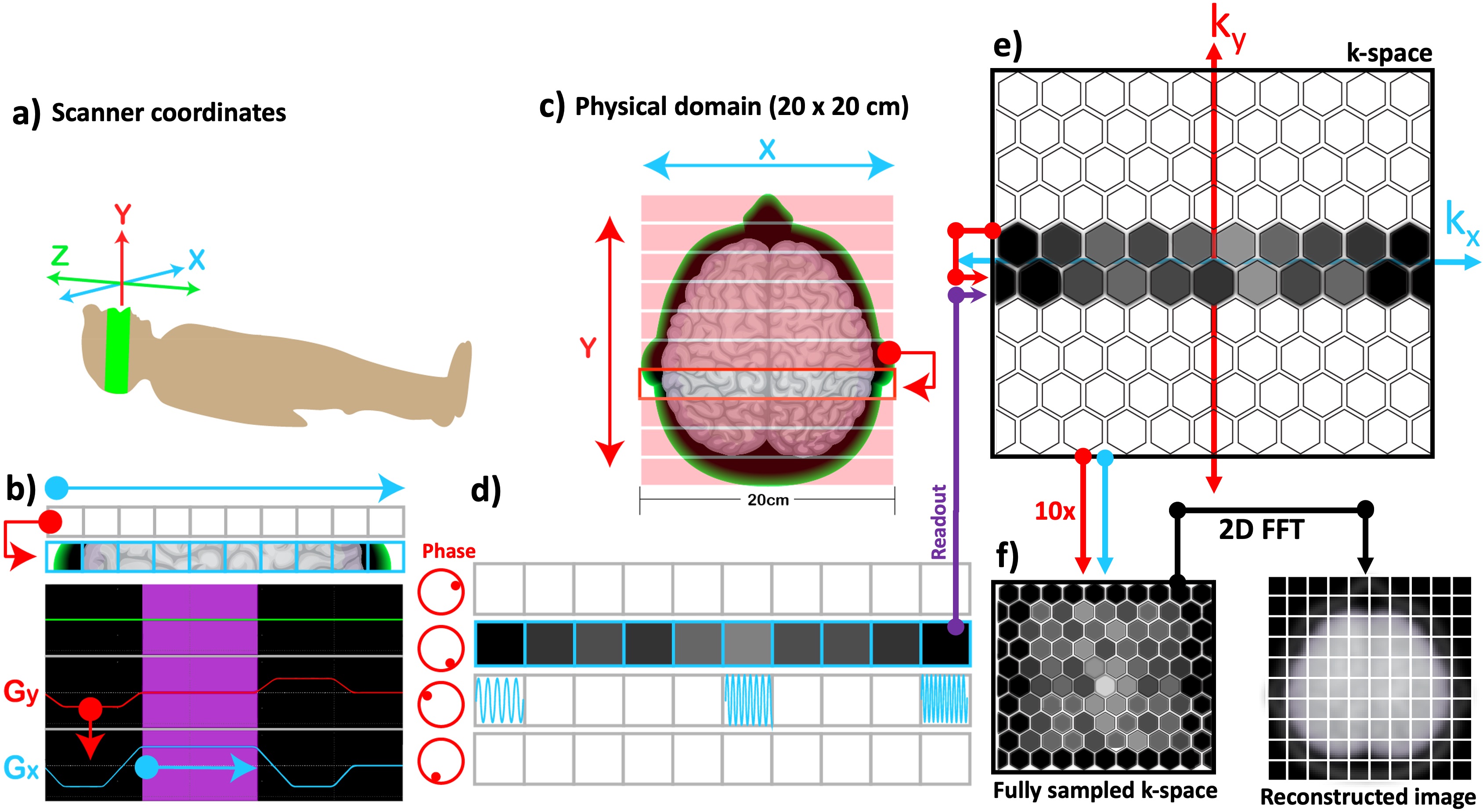 The correspondence between the scanner coordinates (a) and the selected imaging plane (c) is illustrated along with the pulse sequence diagram for phase encoding (b). Once the whole k-space is sampled by incrementing the phase-encoding gradient (red) (b) multiple times, a 2D inverse Fourier transform is applied to reconstruct the MR image (f).