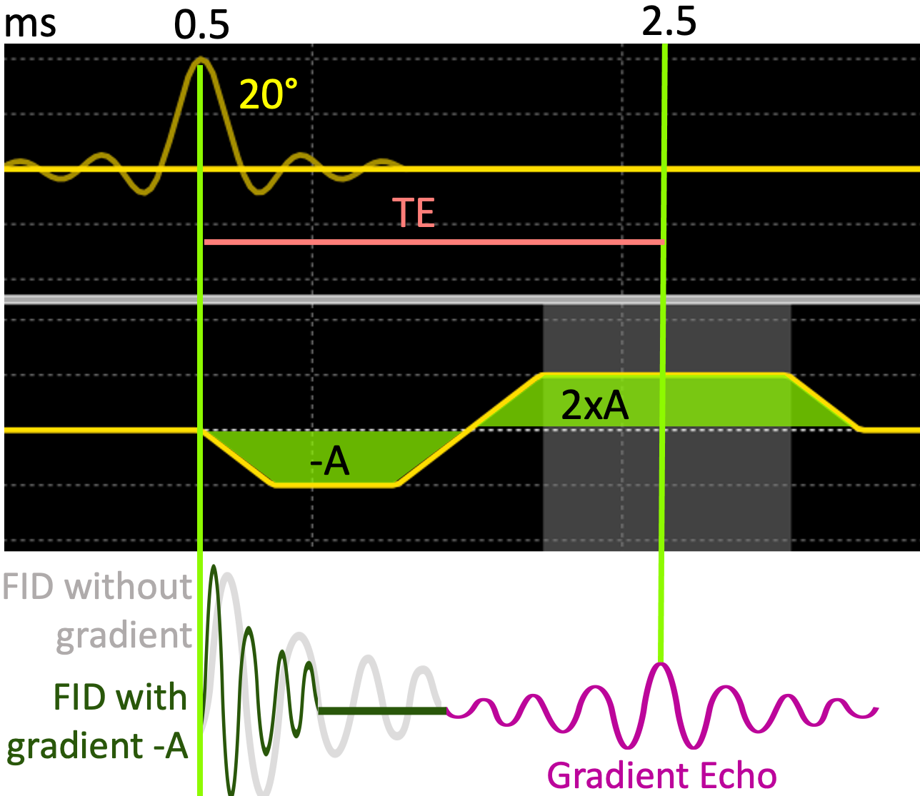 The formation of gradient echo by playing a bipolar gradient followed by a 20°RF pulse.