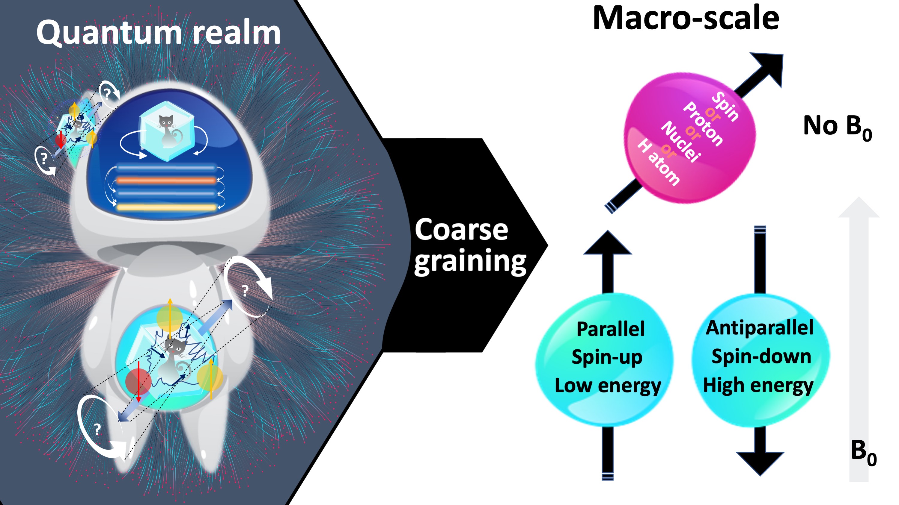 At the macro-scale, the quantum mechanical behaviour of individual hydrogen atoms is averaged over, i.e., coarse-grained. illustrates a fine-grained description of the behaviour of a single hydrogen atom in absence and presence of a magnetic field. After coarse graining, the representation simplifies to an arrow passing through the center of the proton, which is aligned parallel (i.e., spin-up, low energy) or antiparallel (i.e., spin-down, high energy) with the magnetic field (blue), or at random if the field is absent (pink). Follow- ing coarse-graining, the terms spin, proton, nuclei or hydrogen can be used interchangeably.