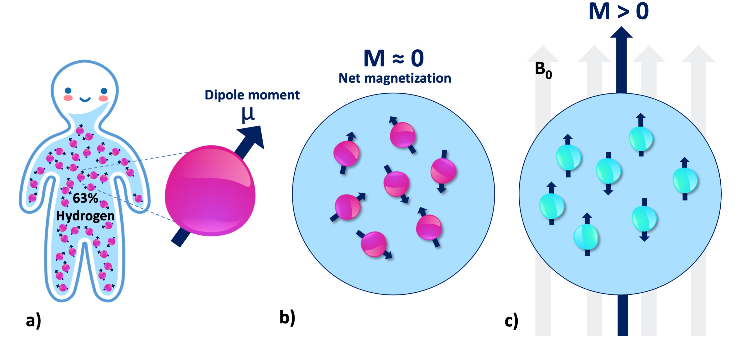 a) There are millions of protons (i.e., spin or nuclei) even at the smallest macro- scopic unit volume relevant to the MR imaging of the human body. Each individual proton exhibits an infinitesimally small magnetic moment (μ). b) Without B0, the protons in a spin pool exhibit random alignment. c) In presence of B0, the spins are aligned with the magnetic field (parallel or antiparallel), giving rise to a net magnetization (M).