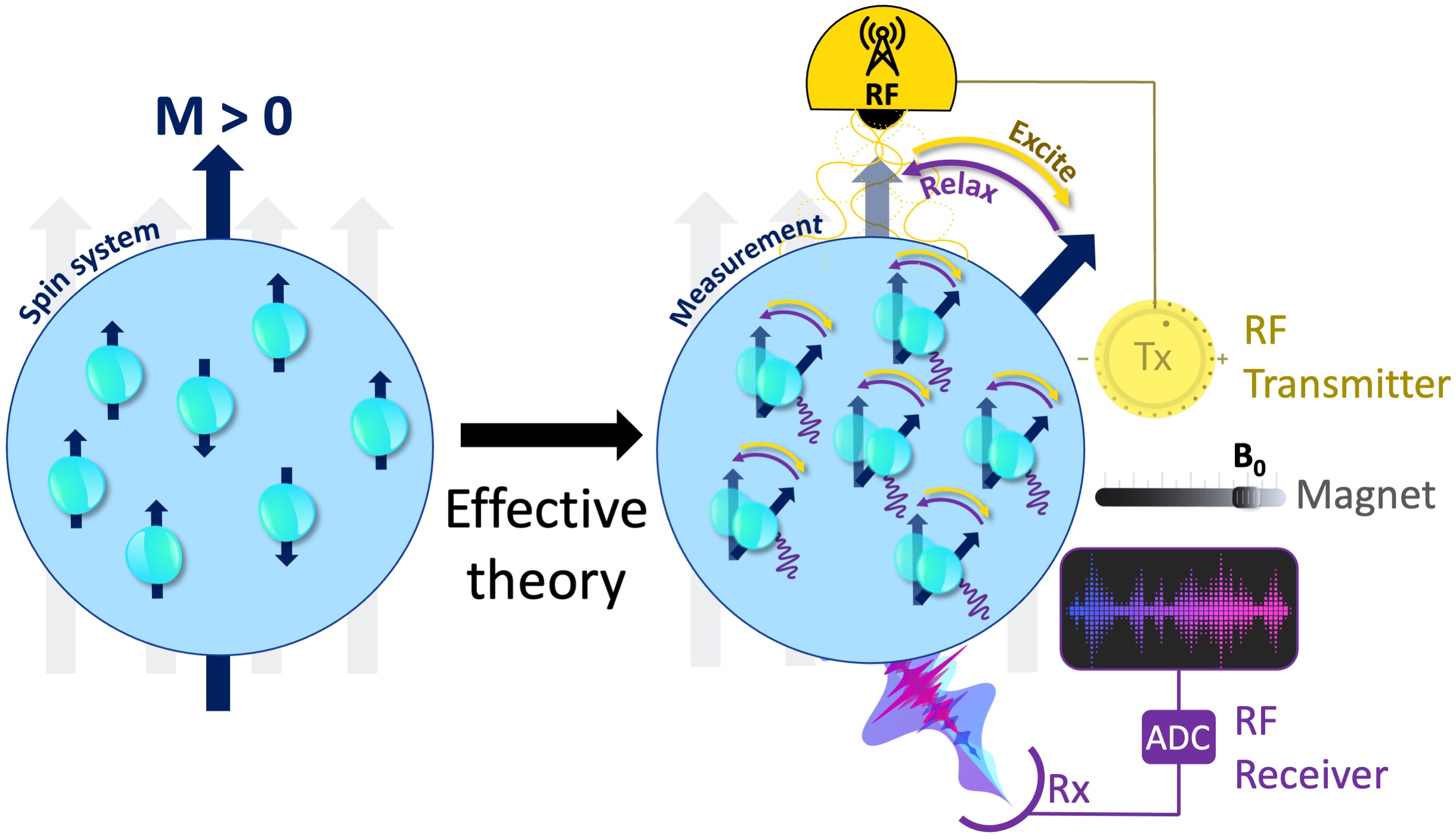The measurement instrumentation is concerned with the relevant degrees of free- dom and an effective theory that explains how these coarse-grained variables respond to the perturbations of the measurement system. Some fundamental components of an MRI mea- surement include a uniform magnetic field generator (i.e., a magnet), an RF transmitter (Tx, yellow), an RF receiver (Rx, purple) and an analog-to-digital converter (ADC).