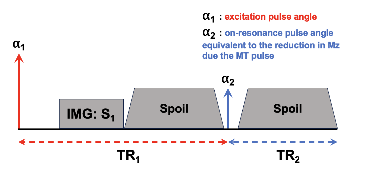 Pulse sequence model used in MTSat to approximate the effects occurring in the actual MT-weighted sequence (), but as a dual-excitation sequence. Note that the defined TR is shifted so that the beginning of the TR occurs at the excitation pulse, instead of the MT pulse as per , which once a steady-state is established won’t impact the calculations.