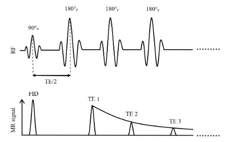 Simplified illustration of a multi-spin echo sequence for T2 mapping based on the Carr-Purcell-Meiboom-Gill method