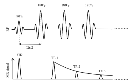 Multi-spin echo sequence: a 90 degree excitation followed by a train of 180 degree refocusing pulses, each followed by an echo, with the echo amplitudes decaying with T2.
